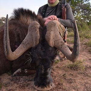 Hunt Black Wildebeest in South Africa