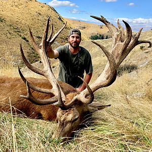 New Zealand Hunt Red Stag