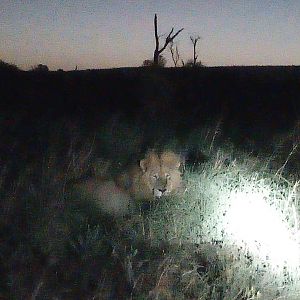 Lion in Mozambique