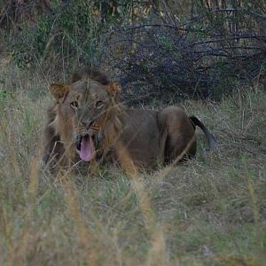 Lion Caprivi Namibia