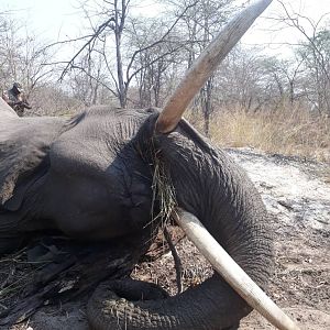 Caprivi Namibia Hunt Elephant