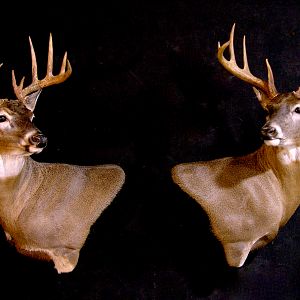 Whitetail Deer Shoulder Mount Taxidermy