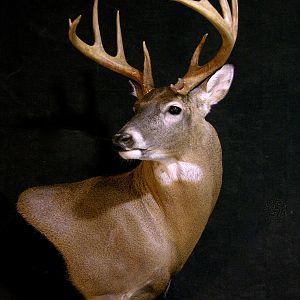 Whitetail Deer Shoulder Mount Taxidermy