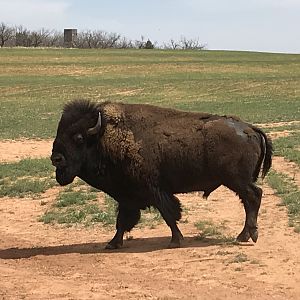 Bison in Texas USA