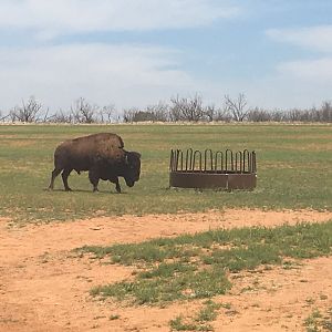 Bison in Texas USA