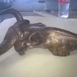 Bronzed Blue Wildebeest Skull Mount Taxidermy