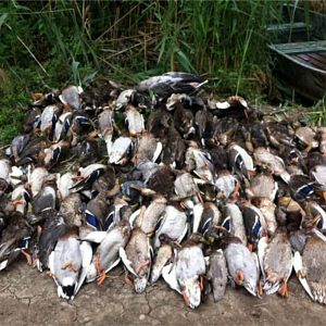 Wild Duck Hunting in Romania