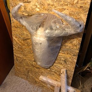 Blue Wildebeest European Skull Mount