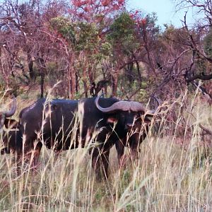 Cape Buffalo South Africa