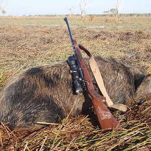 Australia Hunting Hog