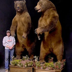 2 Big Brown Bears Full Mounts Taxidermy