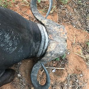 Hunting Cape Buffalo in Zimbabwe