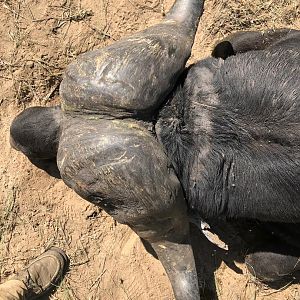 Hunting Buffalo in Zimbabwe