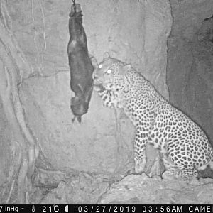 Namibia Trail Cam Pictures Leopard