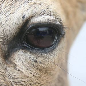 Roe Deer Shoulder Mount Taxidermy Up Close