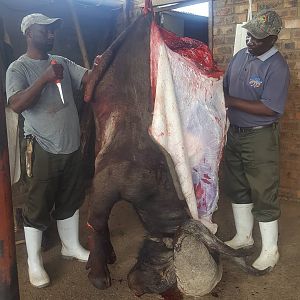 Skinning of a Cape Buffalo South Africa