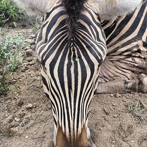 Burchell's Plain Zebra Markings