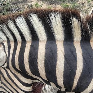 Burchell's Plain Zebra Markings