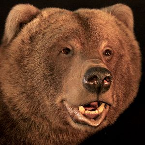 Brown Bear Full Mount Taxidermy