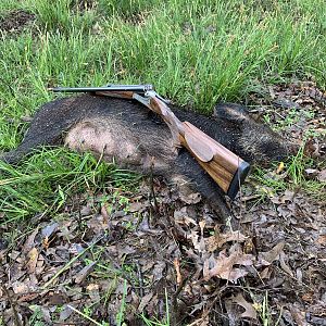 Hunting Pig in USA