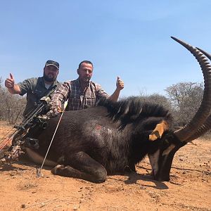 Bow Hunt Sable Antelope in South Africa