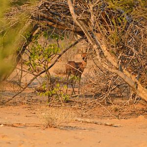 Steenbok in Namibia