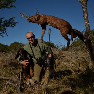 Hunt Caracal in South Africa