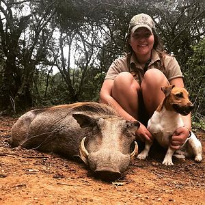 South Africa Management Hunt Warthog
