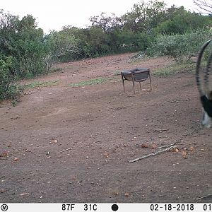 Trail Cam Pictures of Sable Antelope in South Africa