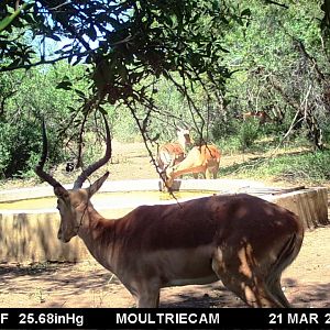 Impala Trail Cam Pictures South Africa