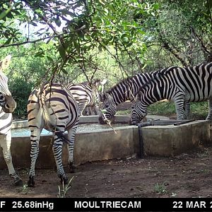 South Africa Trail Cam Pictures Burchell's Plain Zebra