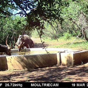 Trail Cam Pictures of Nyala in South Africa