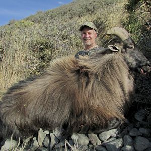 Bull Tahr Hunting New Zealand