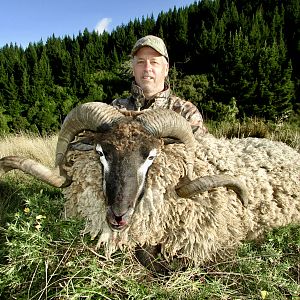 New Zealand Hunt Arapawa Ram