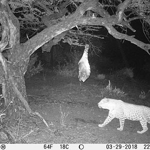 South Africa Trail Cam Pictures Leopard