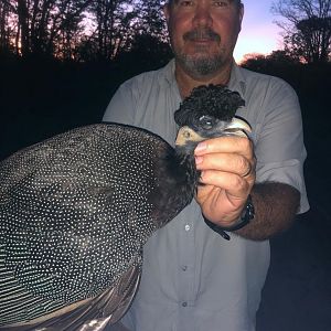 Crested Guineafowl Hunt Zimbabwe