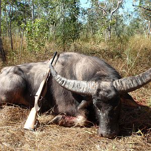 Asiatic Water Buffalo Hunting Australia