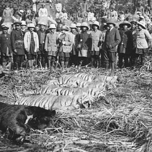 King George Tiger Hunt in India