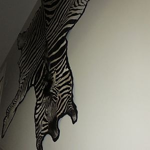 Burchell's Plain Zebra Rug Taxidermy