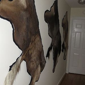 Black Wildebeest,  Blue Wildebeest & Gemsbok Rugs Taxidermy