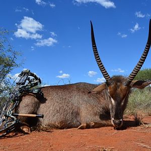 South Africa Bow Hunting Waterbuck