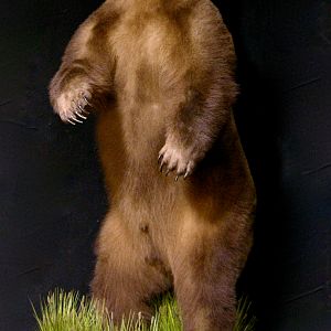 10 Foot Brown Bear Full Mount Taxidermy