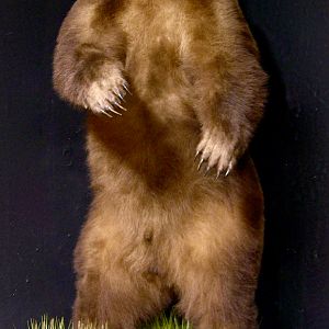 10 Foot Brown Bear Full Mount Taxidermy