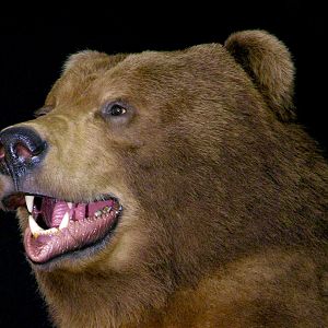 10 Foot Brown Bear Full Mount Taxidermy