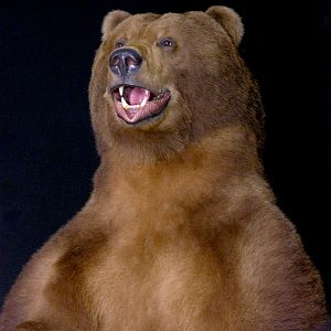 10 Foot Brown Bear Full Mount Taxidermy