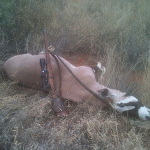 Gemsbok Hunt Namibia