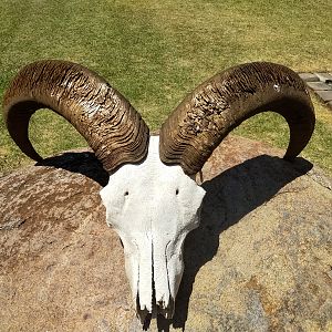 Aoudad Skull