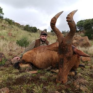 Hunt Red Hartebeest in South Africa