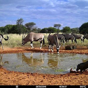 Trail Cam Pictures of Gemsbok in Namibia