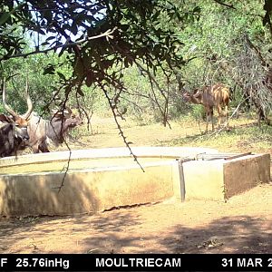 Nyala Trail Cam Pictures South Africa